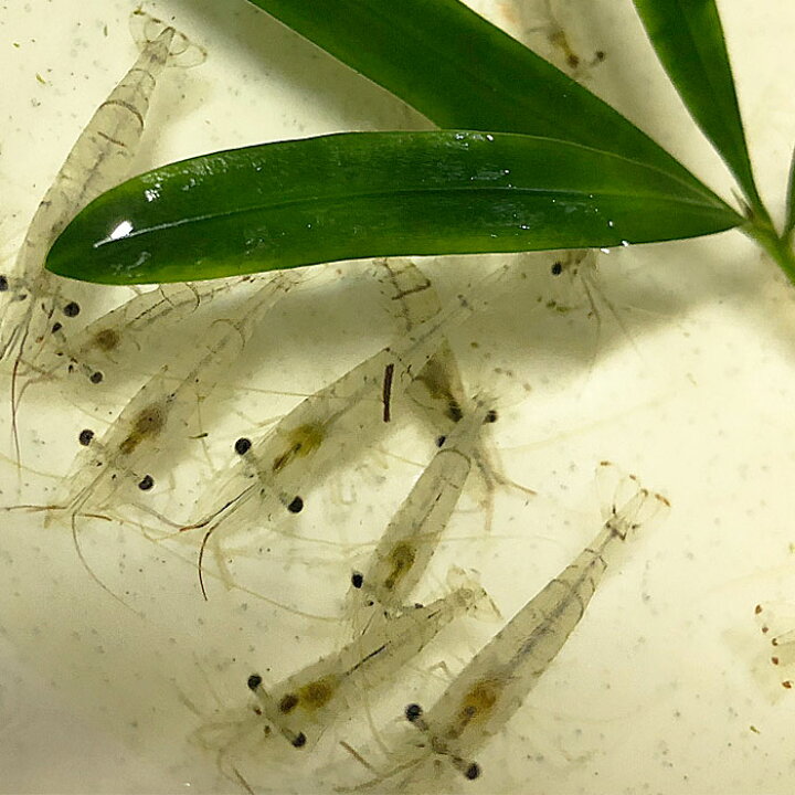 楽天市場 スジエビ50匹 エビ 飼育用 餌用にも 川魚 エムワイshop アクア