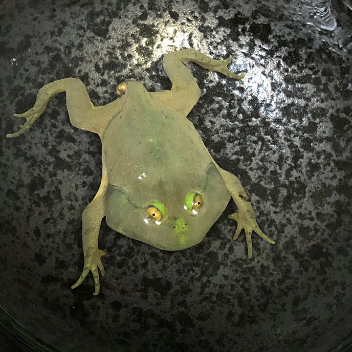 楽天市場】(両生類)マルメタピオカガエル（バジェットガエル）（約5 