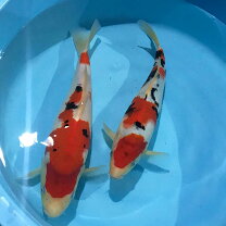 楽天市場】観賞魚（種（観賞魚）鯉・錦鯉・観賞魚の生態環境淡水 