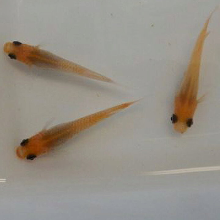 送料無料 一部地域を除く 楊貴妃メダカ 約2cm 100匹 楊貴妃めだか Shipsctc Org 送料無料 一部地域を除く 楊貴妃メダカ 約2cm 100匹 楊貴妃めだか Shipsctc Org