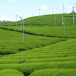 お買い物マラソン特価松江の銘茶千茶荘抹茶入り玉露白折150g出雲島根煎茶くき茶