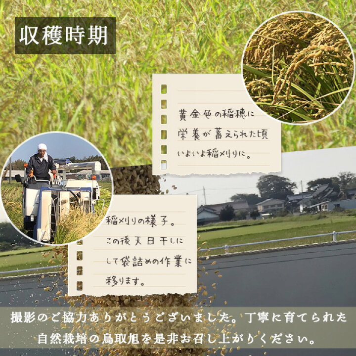 楽天市場】お米 玄米 新米 希少米 自然栽培 令和7年産 鳥取旭 玄米 