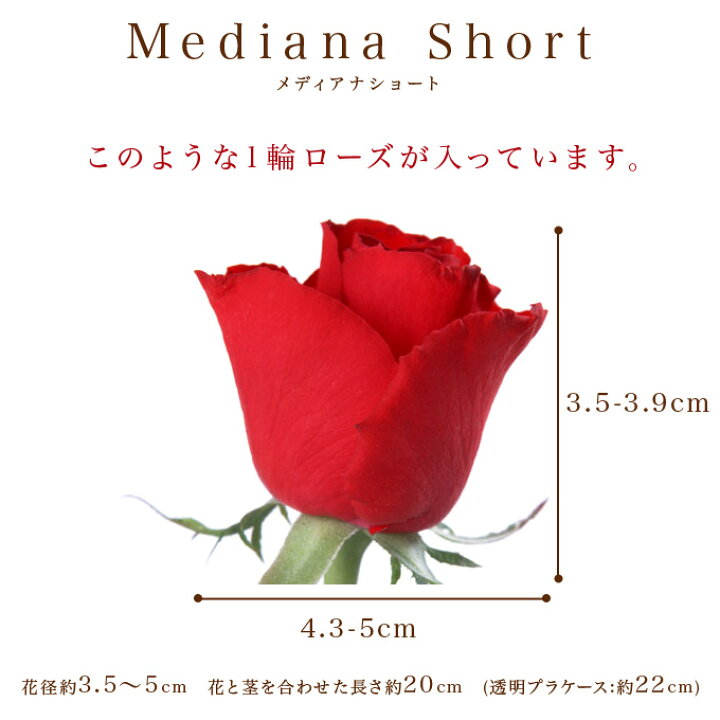 楽天市場 プリザーブドフラワー 送料無料 ギフト 誕生日 贈り物 プレゼント 母の日 クリスマス 結婚祝い お供え フラワーギフト に最適なプリザーブド フラワー プリザ プリザーブド フロールエバー メディナショートローズ スタイリッシュローズボックス プリザーブド 楽天市場 プリザーブドフラワー 送料無料 ギフト 誕生日 贈り物 プレゼント 母の日 クリスマス 結婚祝い お供え フラワーギフト に最適なプリザーブド フラワー プリザ プリザーブド フロールエバー メディナショートローズ スタイリッシュローズボックス プリザーブド