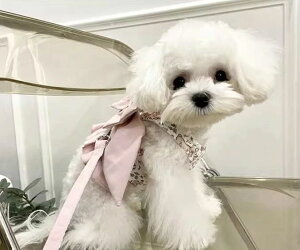 UAoȂǂɑ劈Ip n[lX [ht  rbN{ ԕ n[lXxXg bV { ybgEFA ybgObY  ^ ^