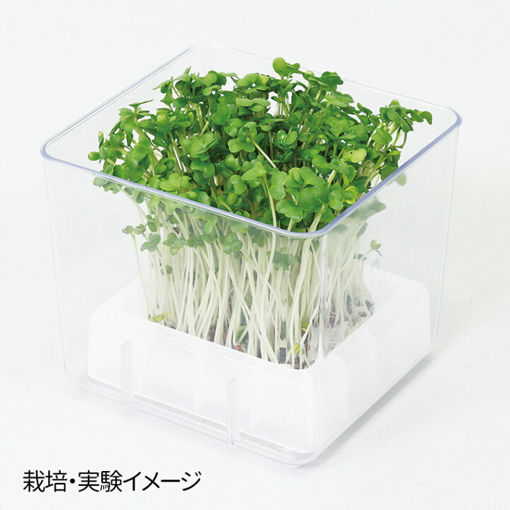楽天市場】スプラウト栽培キット カイワレダイコン 1セット入 / 貝割れ  