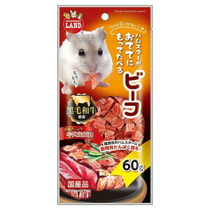 }J ĂĂɂĂׂr[t 60g  nX^[ X tFbg  Y