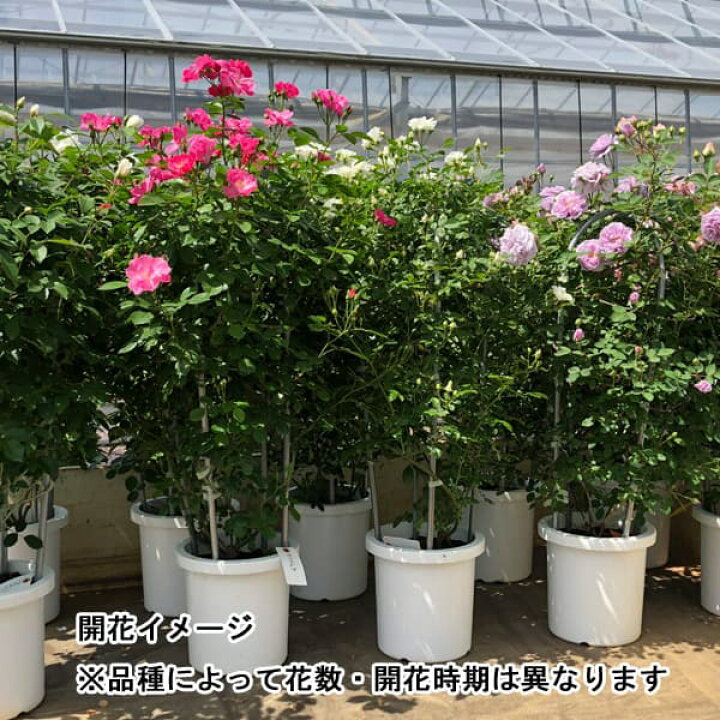 楽天市場 バラの苗 送料無料 つるバラ ピンクサマースノー8号アンドン オベリスク 仕立て 園芸ネット プラス