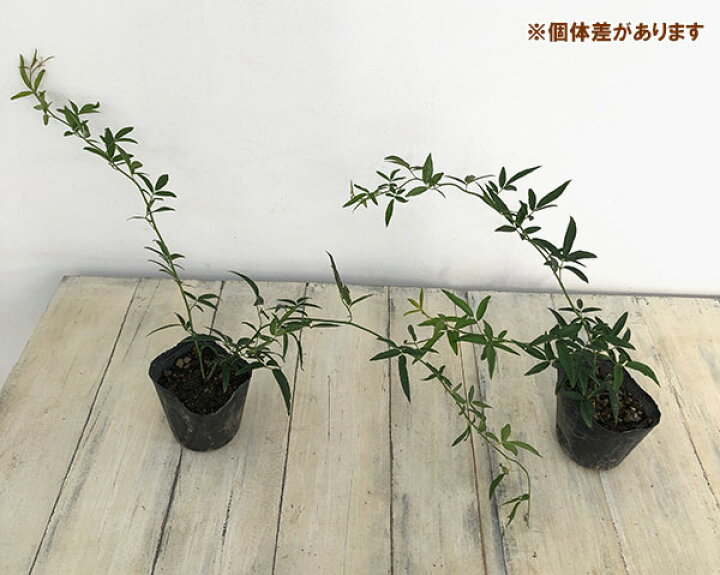楽天市場 バラの苗 モッコウバラ 黄花 白花八重3 3 5号ポット2株セット 園芸ネット プラス