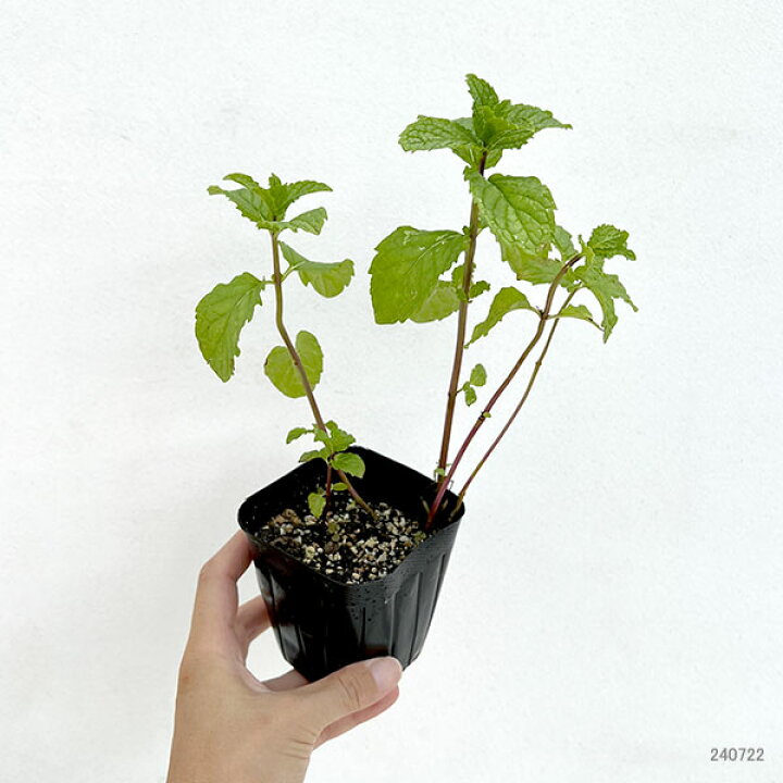 楽天市場 ハーブの苗 窓辺でハーブと花の栽培セット スペアミント 園芸ネット プラス