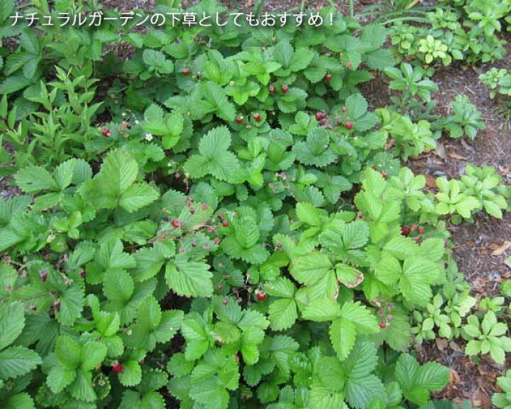 楽天市場 ハーブの苗 ワイルドストロベリー3号ポット 6株セット 園芸ネット プラス