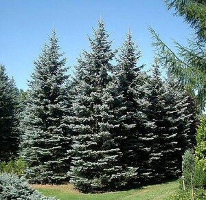 楽天市場 花木 庭木の苗 ピセアプンゲンス プンゲンストウヒ ホプシー7号ポット樹高30cm 園芸ネット プラス