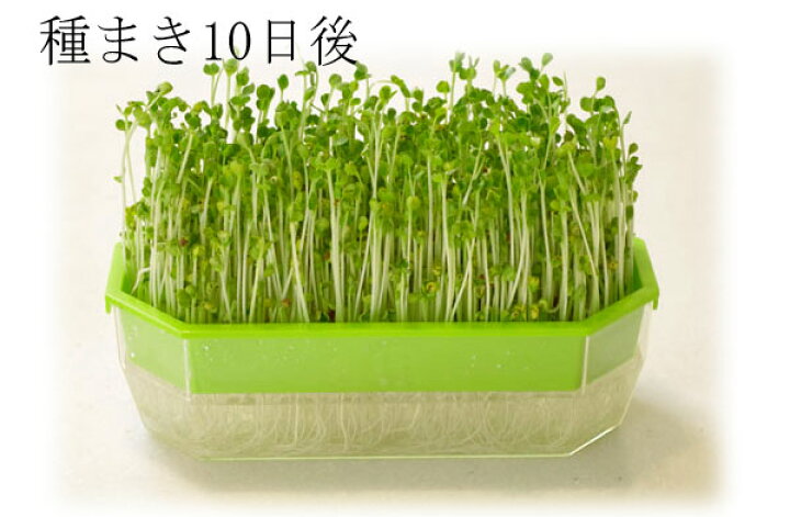 楽天市場 もやし スプラウト 2種栽培セット かいわれ大根 グリーンマッペ 栽培容器 園芸ネット プラス