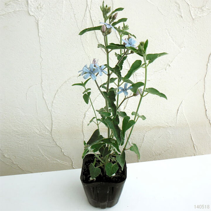 最先端 オキシペタラム 29 1 ブルースター 3苗 植物