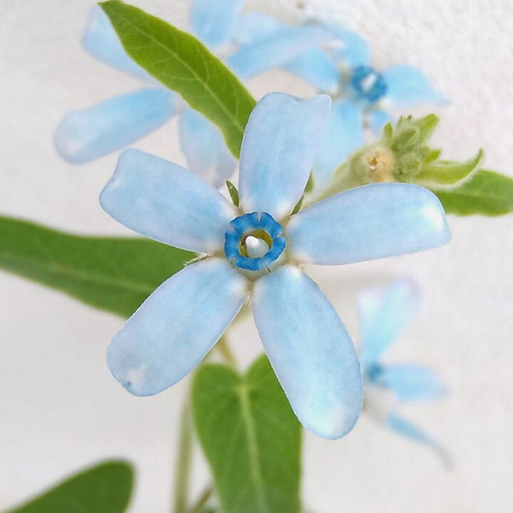 美しい青花 オキシペタラム ブルースター 苗 9センチポット 3号 最上の品質な