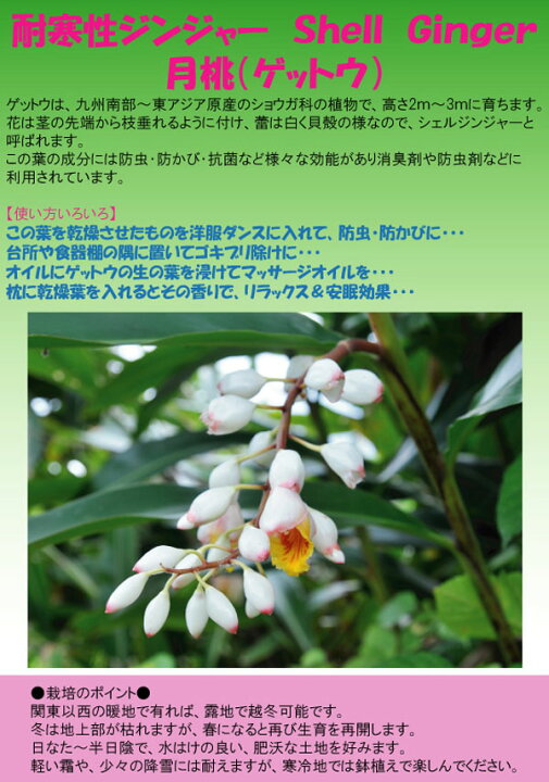 286円 特売 ハーブの苗 カリフォルニアペッパーツリー ピンクペッパー 実生苗 3号ポット