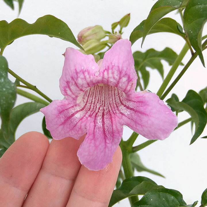 楽天市場 草花の苗 ノウゼンカズラ ピンク 桃花 3 5号ポット 園芸ネット プラス