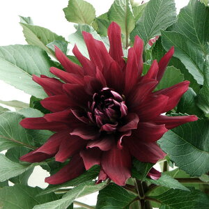 楽天市場 ダリア 中大輪咲 黒蝶 こくちょう 6号鉢植え 園芸ネット プラス