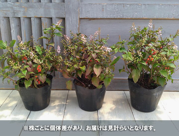 楽天市場 草花の苗 ジュズサンゴ 数珠珊瑚 ルージュプランツ 赤実3 5号ポット 園芸ネット プラス