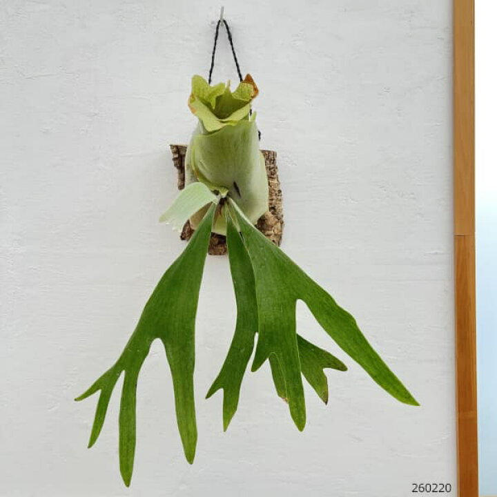 楽天市場】観葉植物/ビカクシダ（コウモリラン）：ネザーランド コルク 