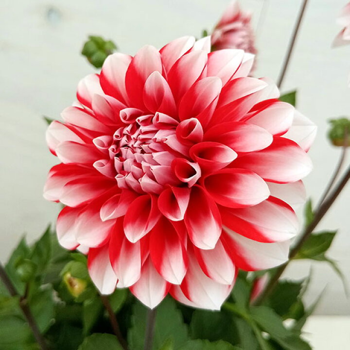 楽天市場 ダリア ダリーニャマキシ タンピコ 赤に白の縁取り 5号鉢植え 園芸ネット プラス