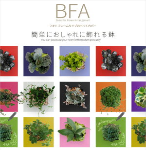 観葉植物/フォトフレームタイプ鉢カバーBFA(ホワイト)&ポトス・エンジョイ