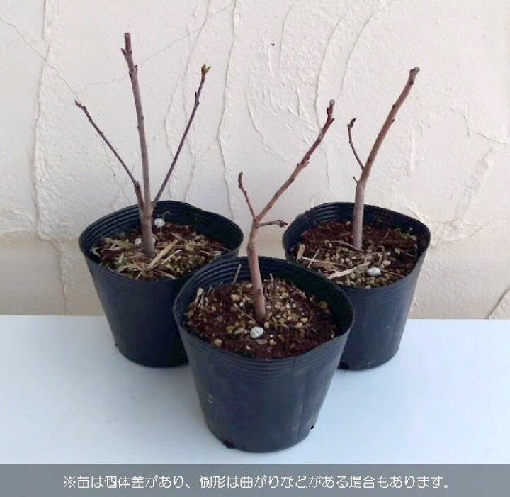 楽天市場 花木 庭木の苗 スモークツリー グレース3号ポット 園芸ネット プラス