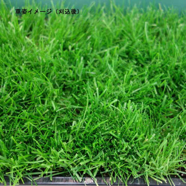 楽天市場 西洋芝の種 Jガーデングラス1リットル入り 園芸ネット プラス 楽天市場 西洋芝の種 Jガーデングラス1リットル入り 園芸ネット プラス