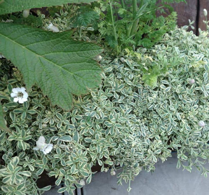 楽天市場 草花の苗 シレネ ユニフローラ バリエガータ3号ポット 2株セット 園芸ネット プラス