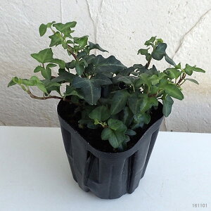観葉植物/ヘデラ:スペチュリー3号ポット2株セット