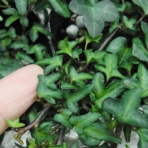 観葉植物/ヘデラ:スペチュリー3号ポット2株セット