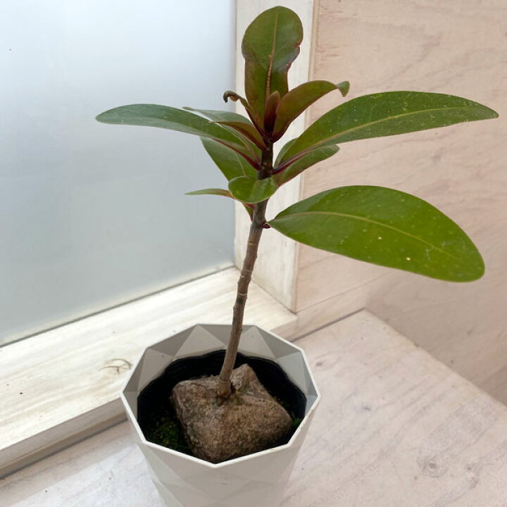 楽天市場 観葉植物 バーリングトニア ゴバンノアシ 4 5号 園芸ネット プラス