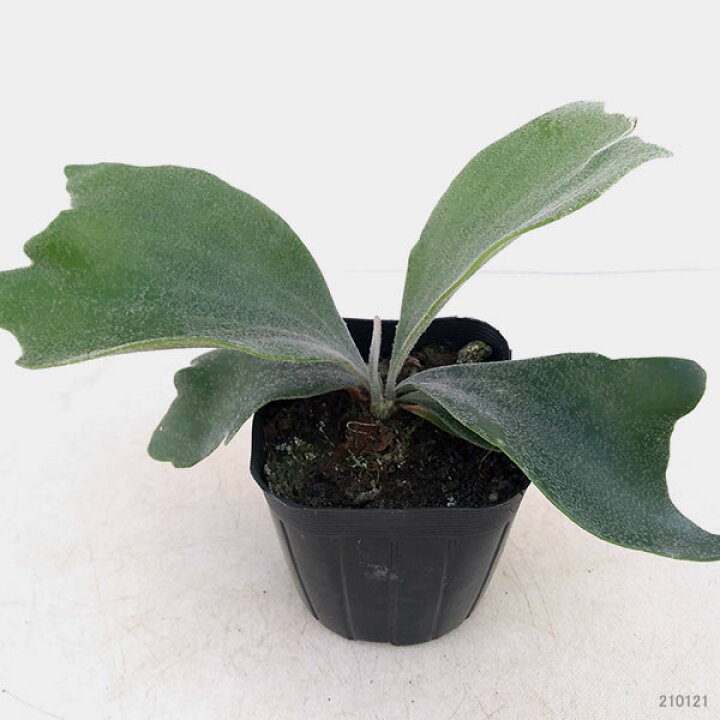 楽天市場 観葉植物 コウモリラン ビカクシダ ネザランズ3号ポット 園芸ネット プラス