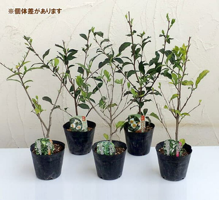 草花の苗 送料無料 テイカカズラ 桃花3号ポット28株セット 園芸ネット プラス 園芸ネット草花の苗 テイカカズラ 3号ポット28株セット Bsgco Com Sg