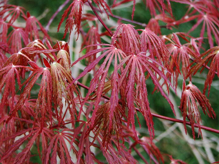 楽天市場】花木 庭木の苗/モミジ：レッドドラゴン4号ポット : 園芸  