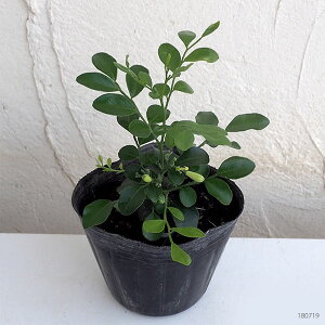 観葉植物/超わい性ゲッキツ:ナナ3〜3.5号ポット