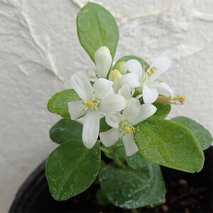 観葉植物/超わい性ゲッキツ:ナナ3〜3.5号ポット