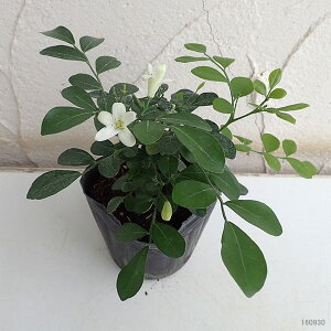 観葉植物/超わい性ゲッキツ:ナナ3〜3.5号ポット