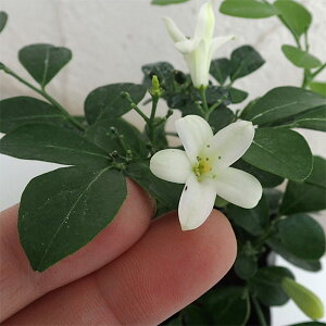 観葉植物/超わい性ゲッキツ:ナナ3〜3.5号ポット