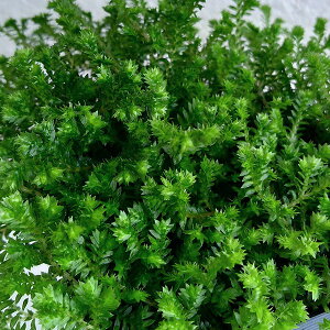 観葉植物/セラギネラ3号ポット2株セット