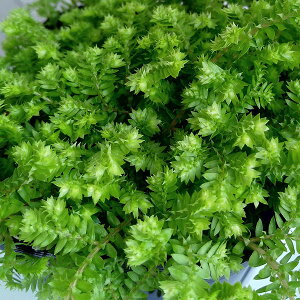観葉植物/セラギネラ3号ポット2株セット