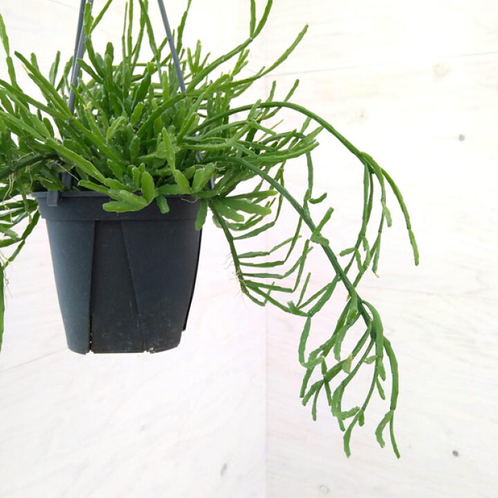 楽天市場 観葉植物 リプサリス エワルディアナ4号鉢植え 園芸ネット プラス