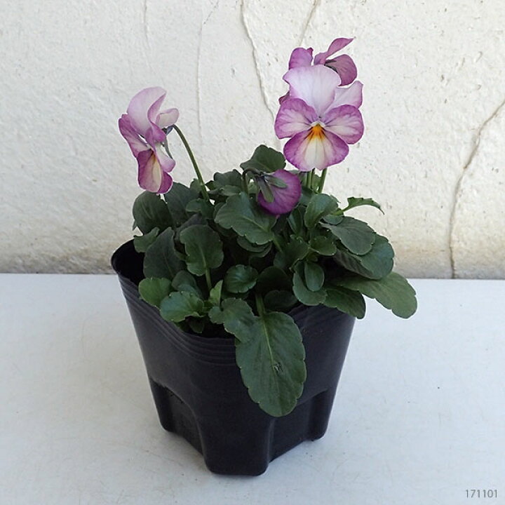 楽天市場 草花の苗 ビオラ ビビ ピンクアンティーク3 3 5号ポット 3株セット 園芸ネット プラス