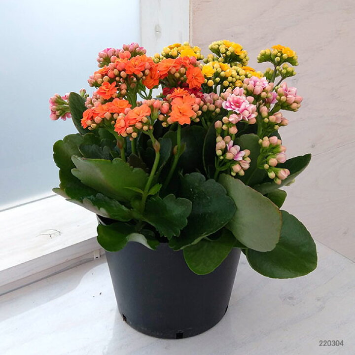 楽天市場 カランコエ カランディバ 花色ミックス5 5号鉢植え 園芸ネット プラス