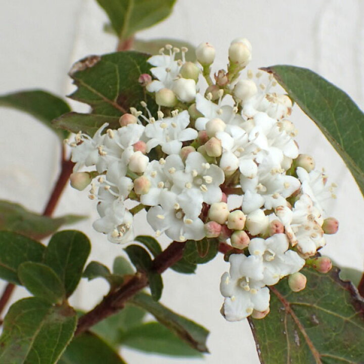 楽天市場 花木 庭木の苗 ビバーナム ティヌス4 4 5号ポット 園芸ネット プラス 楽天市場 花木 庭木の苗 ビバーナム ティヌス4 4 5号ポット 園芸ネット プラス