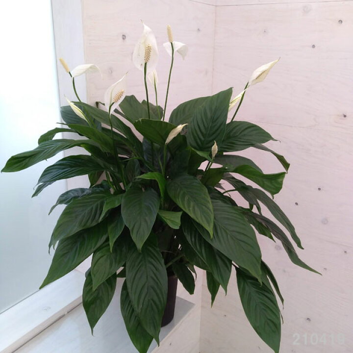 164円 絶品 観葉植物 スパティフィラム ショパン3号ポット 164円 絶品 観葉植物 スパティフィラム ショパン3号ポット