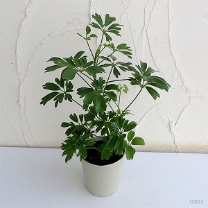 観葉植物/シェフレラ:アルボリコラレナータ4号鉢植え