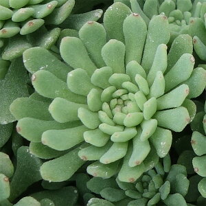 楽天市場 観葉植物 セダム グラウコフィラム3号ポット 6株セット 園芸ネット プラス