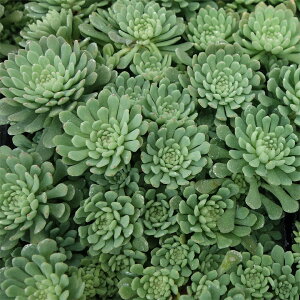 観葉植物/セダム:グラウコフィラム3号ポット
