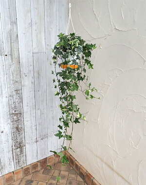 観葉植物/ヘデラ(アイビー):サーク5号吊鉢仕立て長さ約80cm
