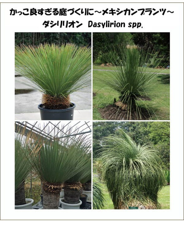 楽天市場】観葉植物/（わけあり特価）ダシリリオン ロンギッシマム5号  